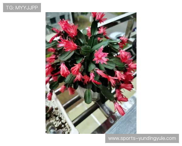 云顶赌场养热门玩法详解助你突破难关